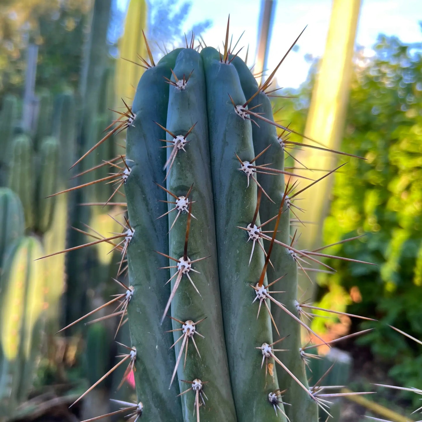 Verne’s Cactus Kate KK242 - live cactus plant