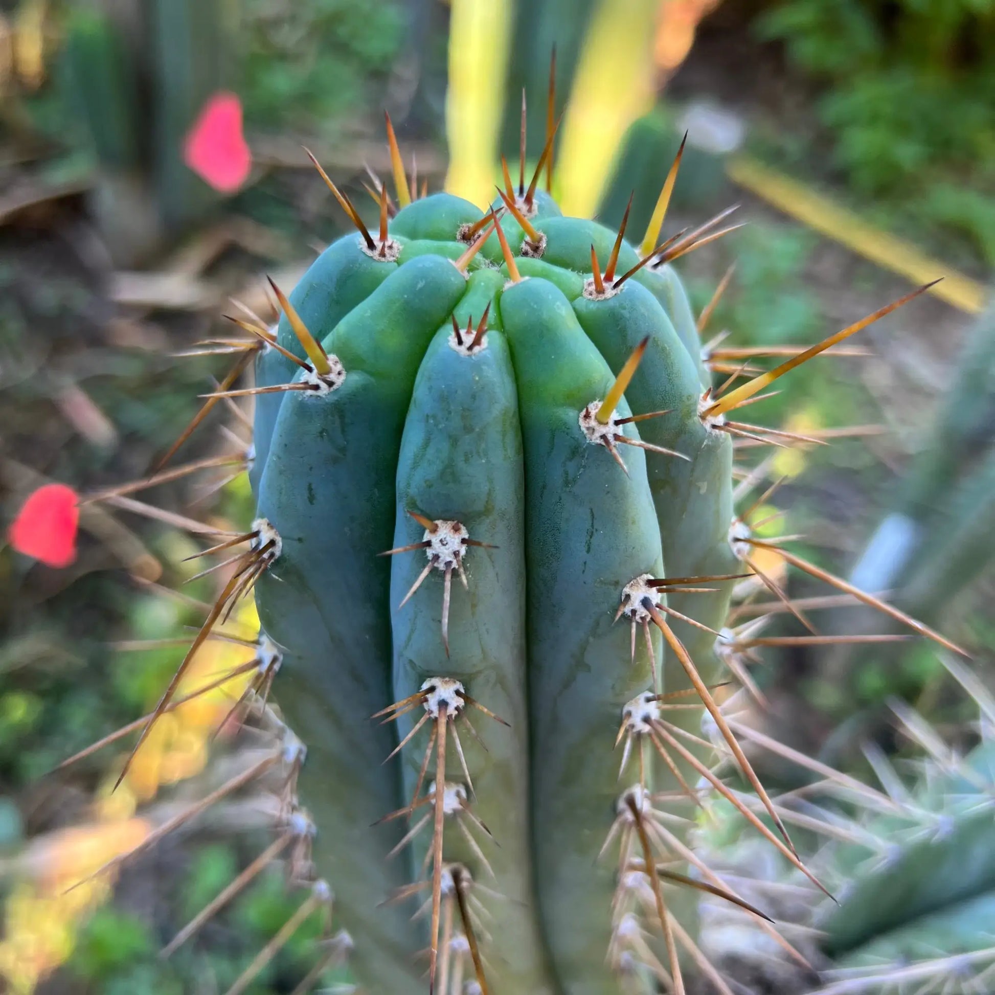 Verne’s Cactus Kate KK242 - live cactus plant