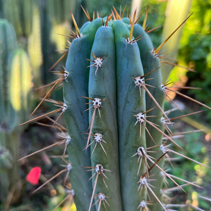 Verne’s Cactus Kate KK242 - live cactus plant