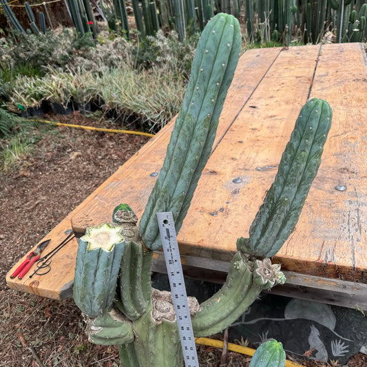 Verne’s Fastest - local pick up - large bare root cactus