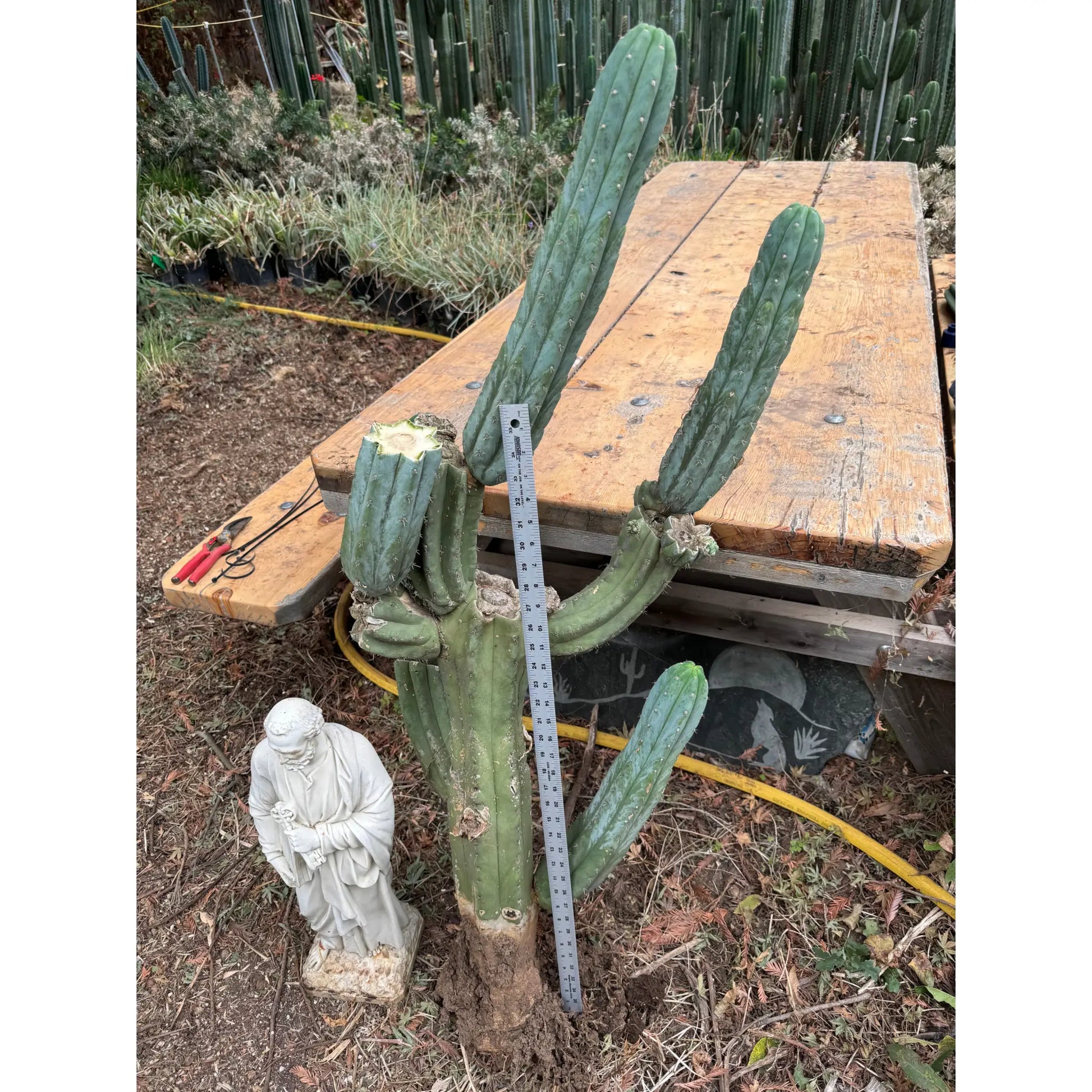 Verne’s Fastest - local pick up - large bare root cactus