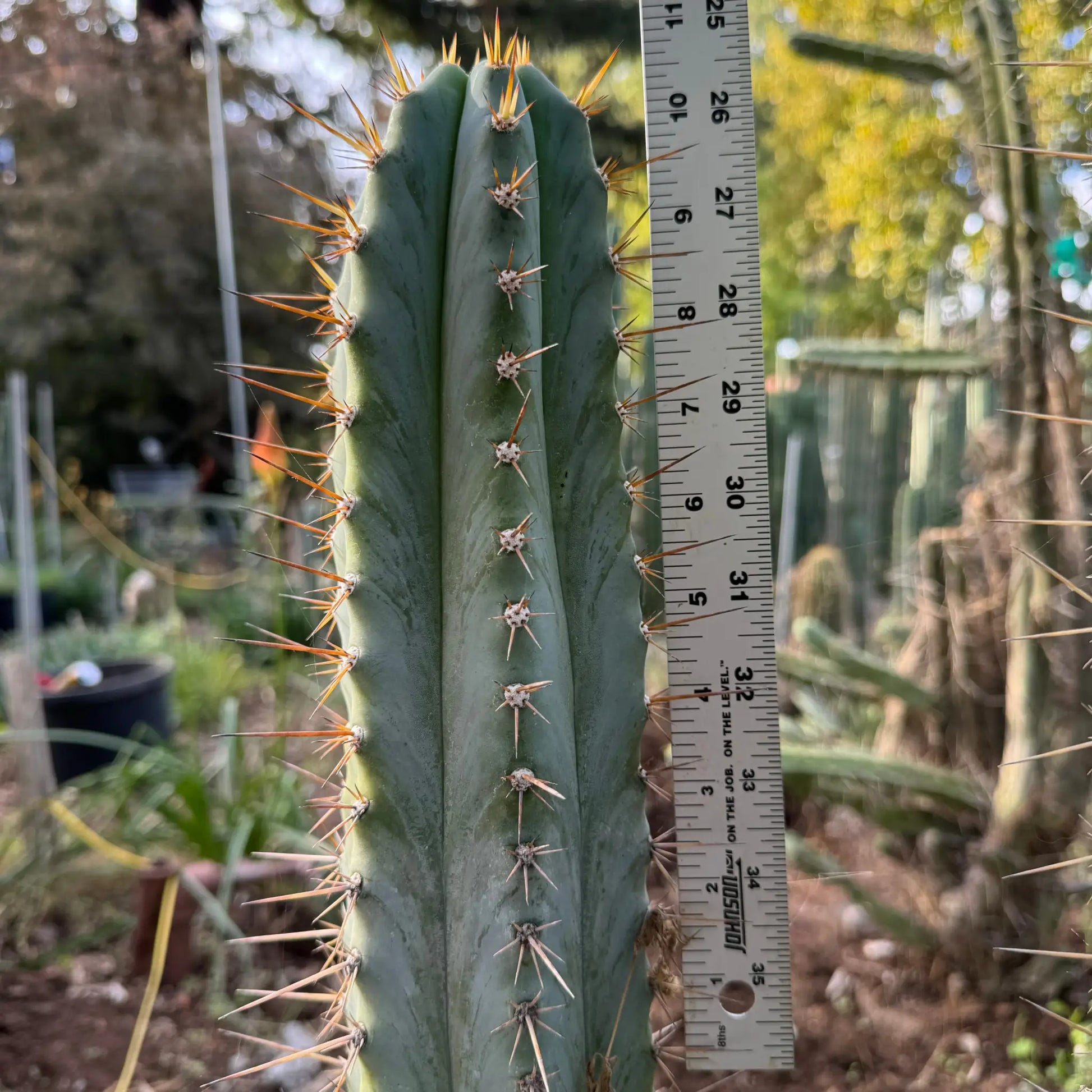 Verne’s Glaucus - one 10” tip cutting - live cactus plant