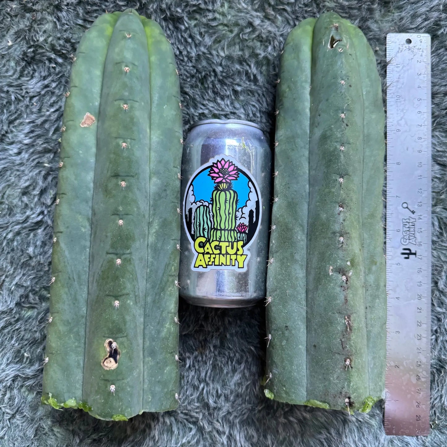 Verne’s Hybrid - one 10” tip cutting - live cactus plant