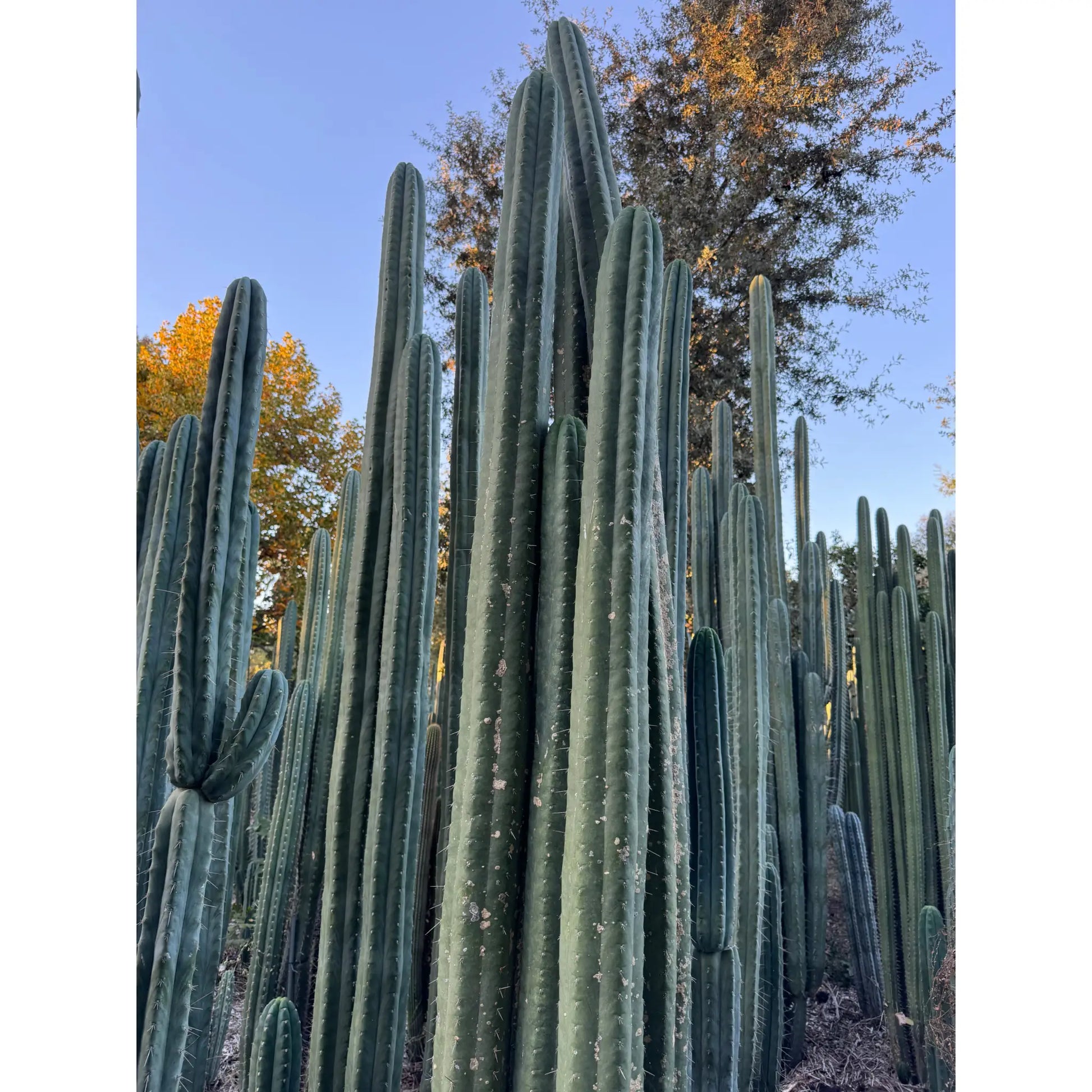 Verne’s Hybrid - live cactus plant