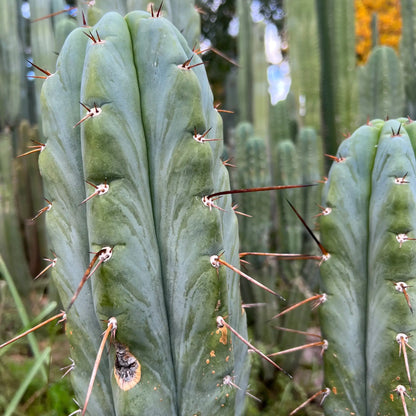 Verne’s Mac - live cactus plant