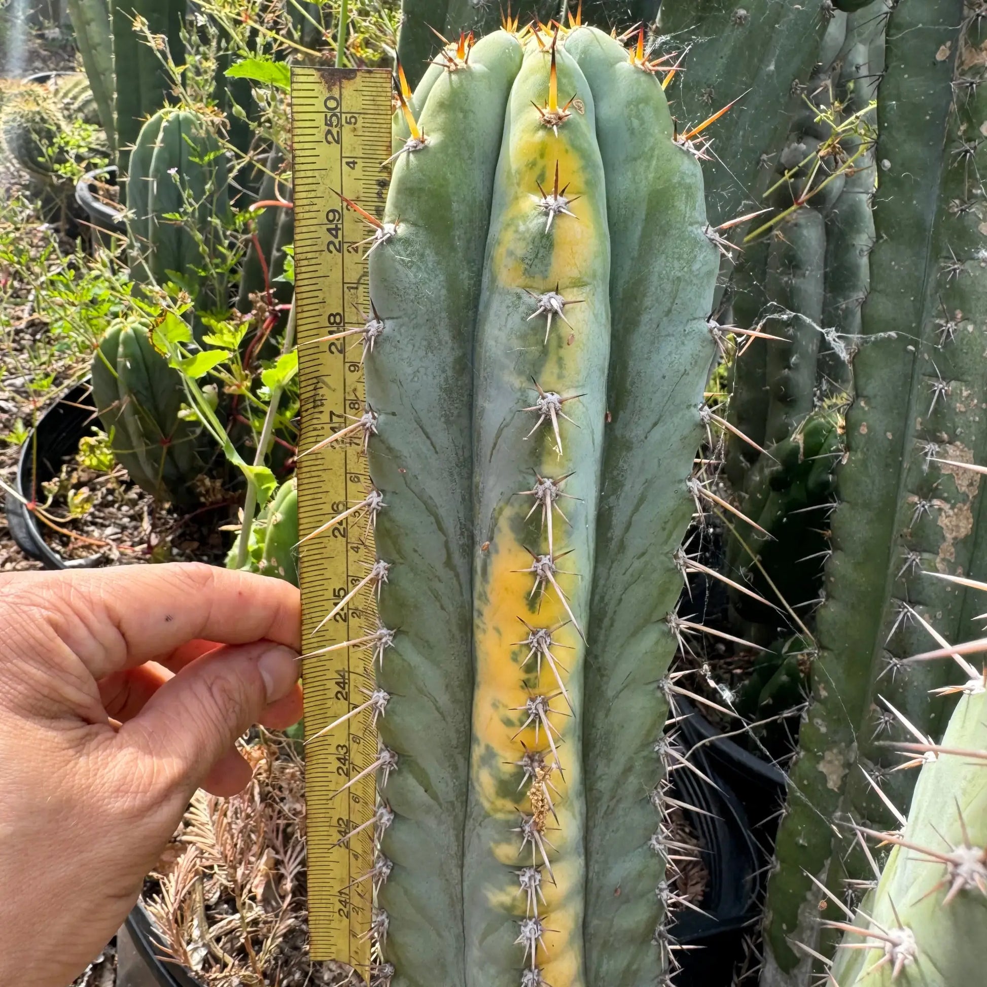 Verne’s Wild Andes aka IcarosDNA - one 10” tip cutting