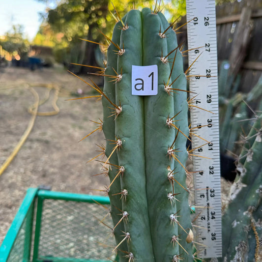 Verne’s Wild Andes aka IcarosDNA - a1 10” tip cutting