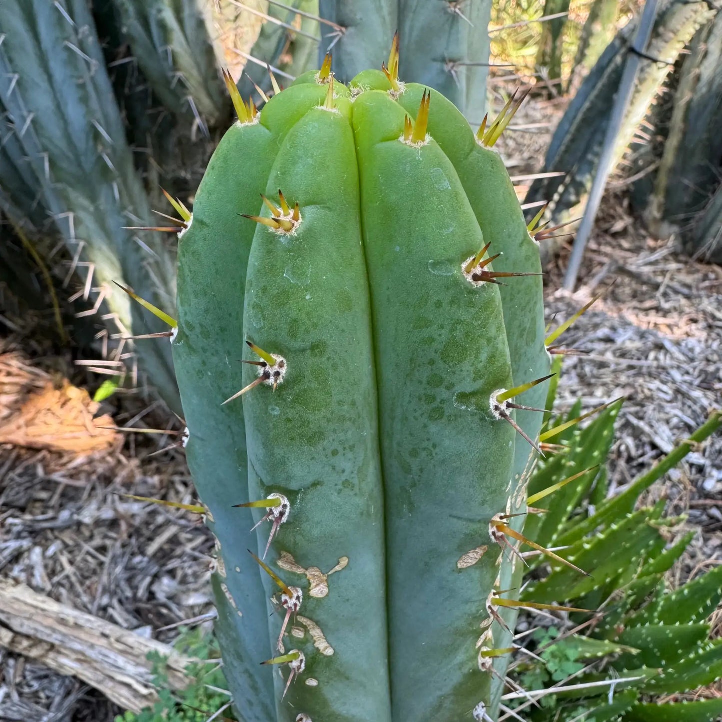 Victoria - one 10” tip cutting - live cactus plant