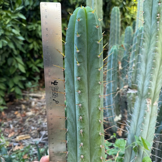 Victoria - one 10” tip cutting - live cactus plant