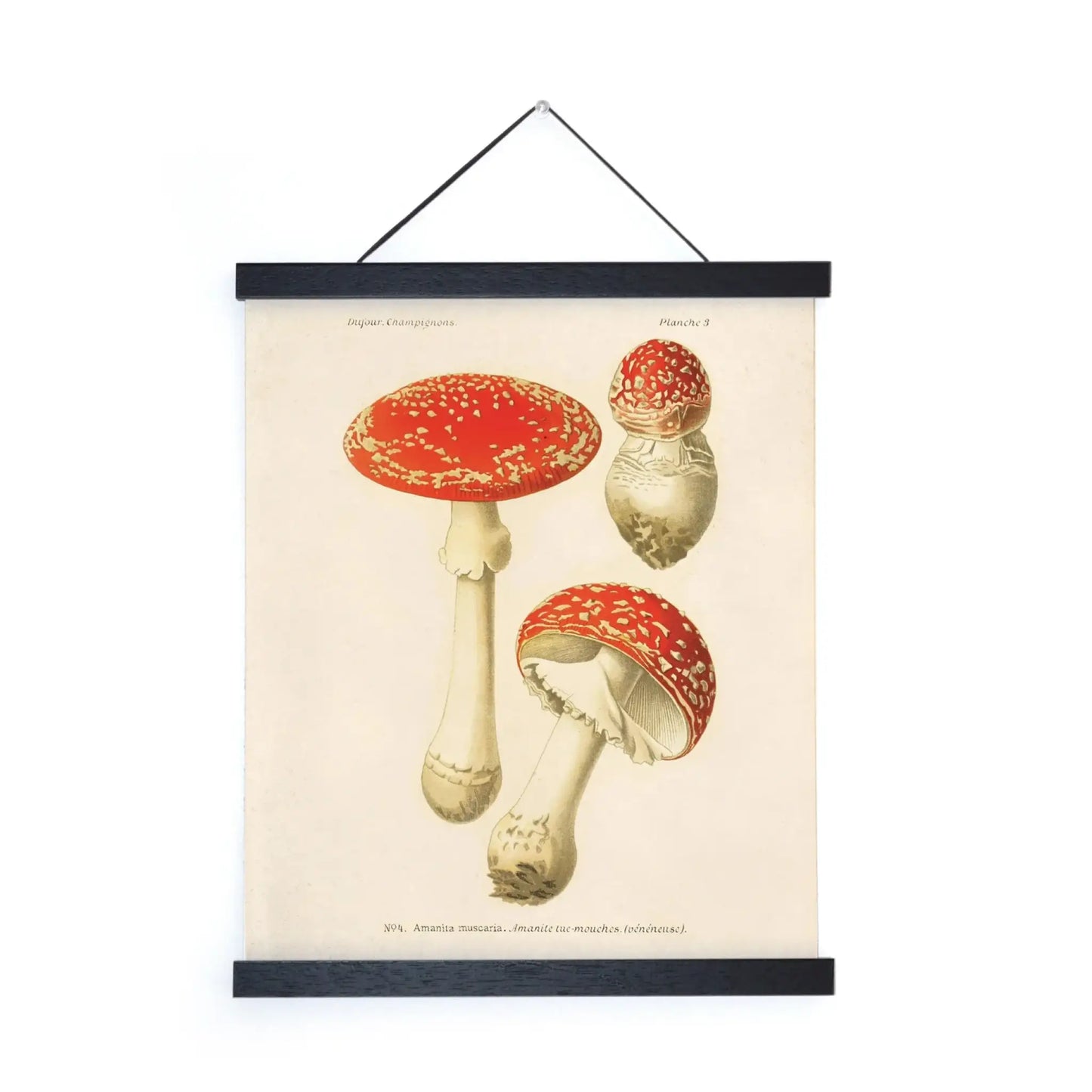 Vintage Amanita Mushroom Print w/ Optional Frame - 10x8