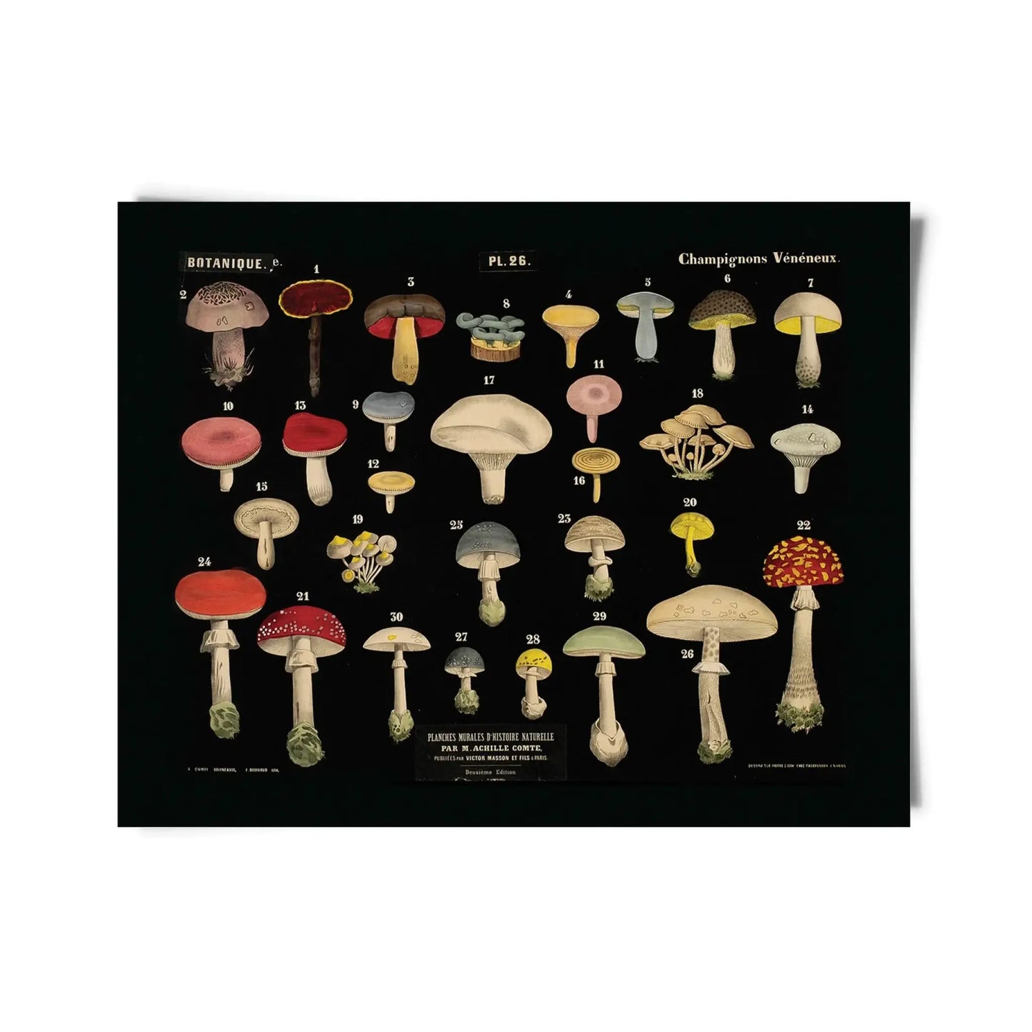 Vintage Black Mushroom Print No. 26 w/ optional frame