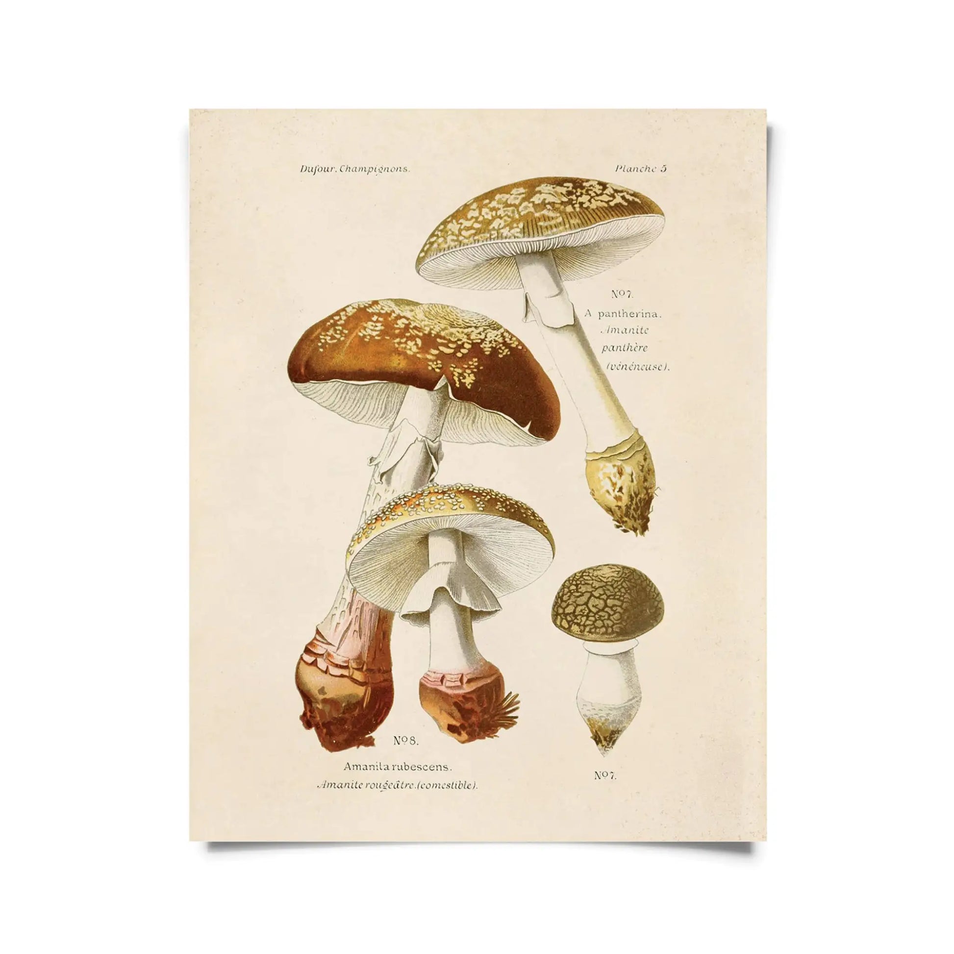 Vintage Blusher Mushroom Print w/ optional frame - 8x10