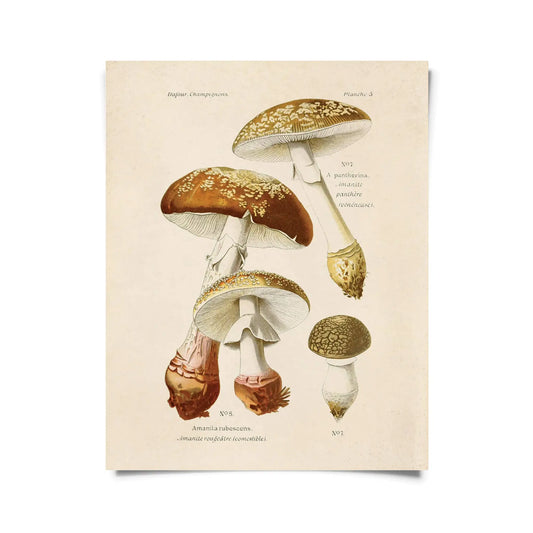 Vintage Blusher Mushroom Print w/ optional frame - 8x10