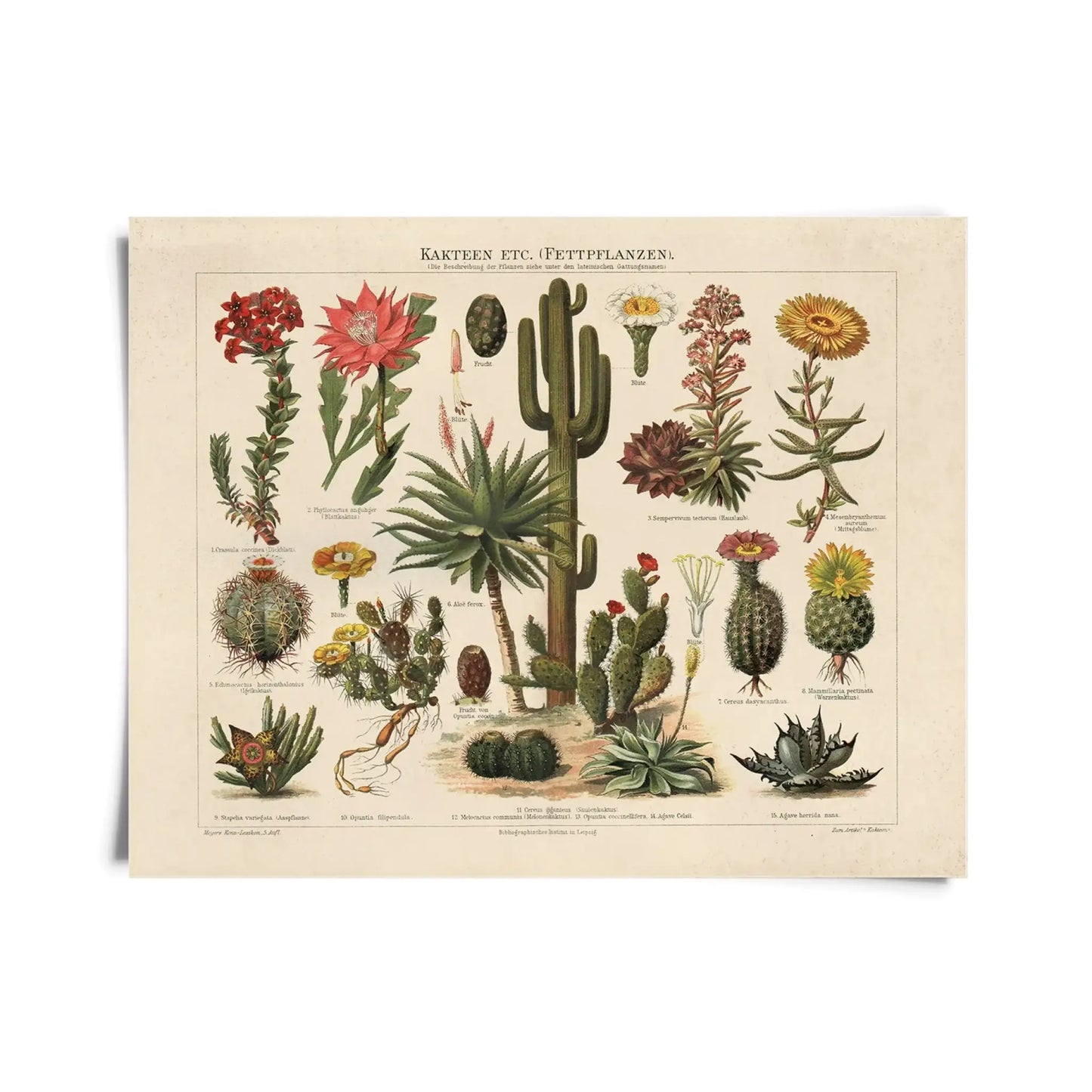 Vintage Botanical Cactus Kakteen 1 Print w/ Optional Frame