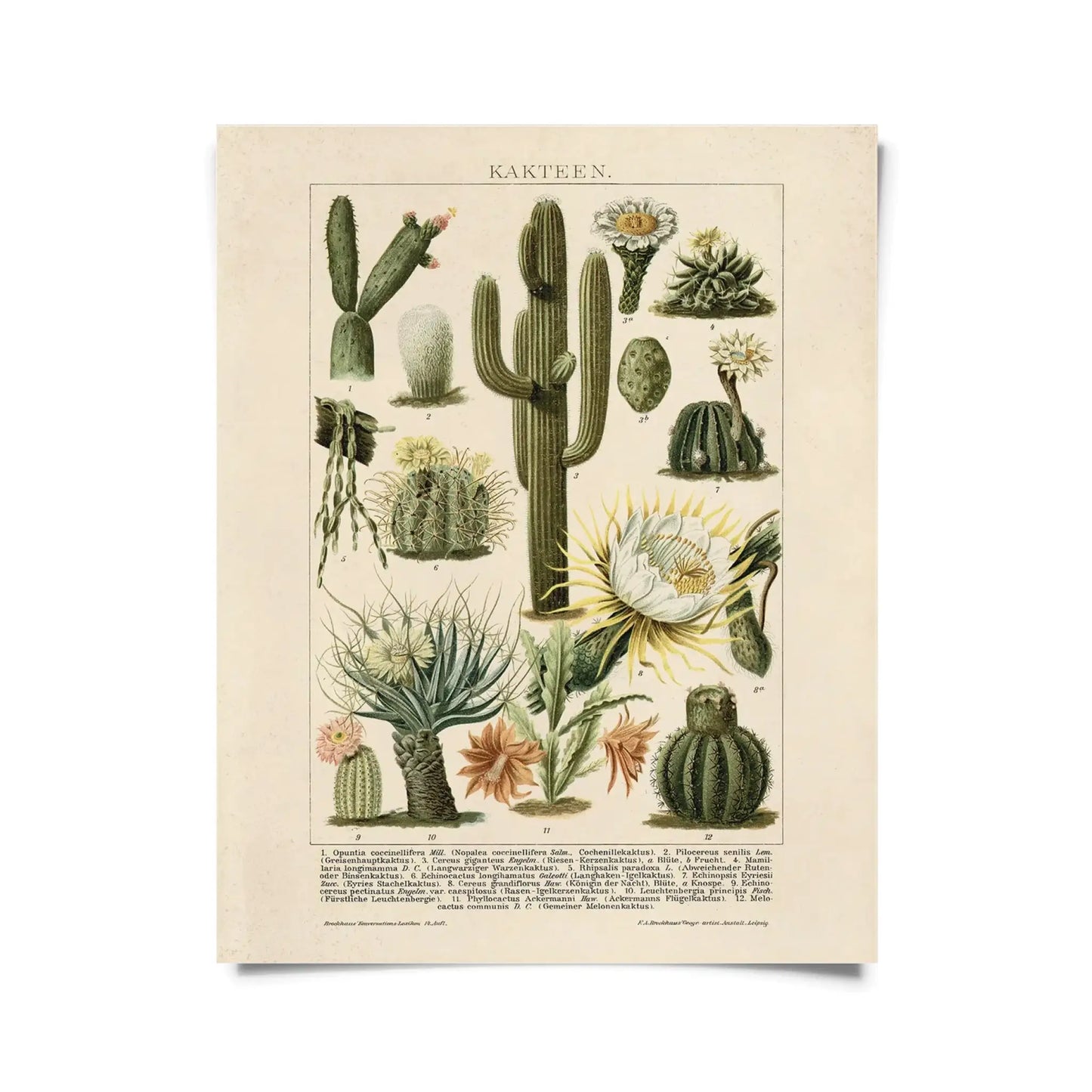 Vintage Botanical Cactus Kakteen Print 2 w/ Optional Frame