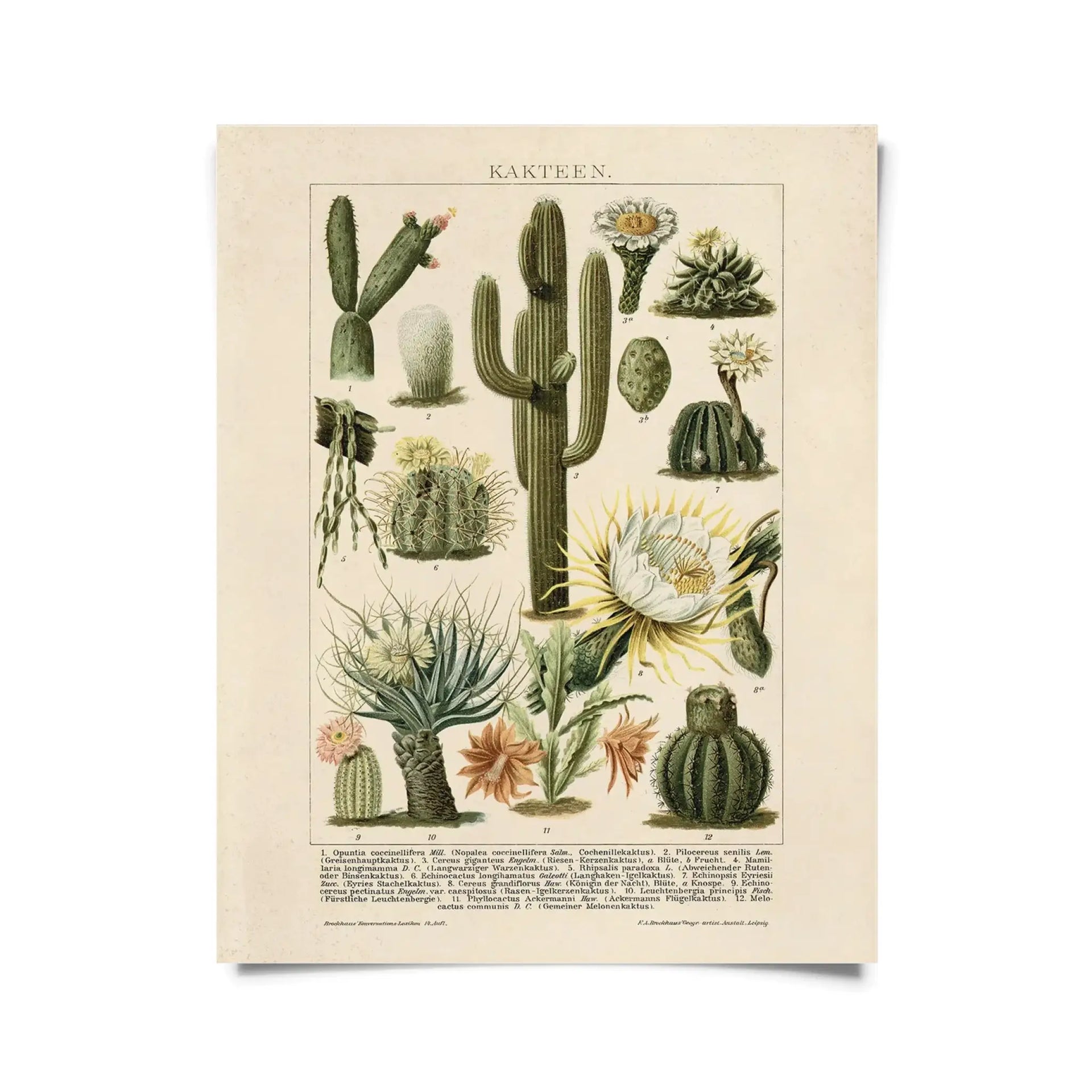 Cactus Affinity - Vintage Botanical Cactus Kakteen Print 2