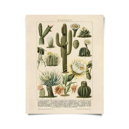 Vintage Botanical Cactus Kakteen Print 2 w/ Optional Frame