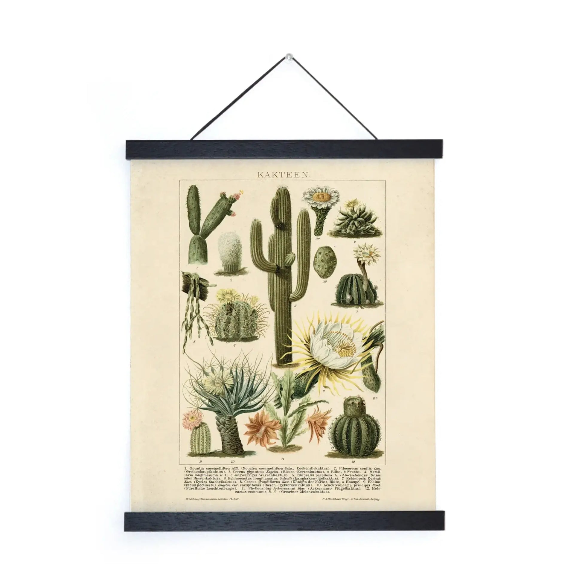 Vintage Botanical Cactus Kakteen Print 2 w/ Optional Frame