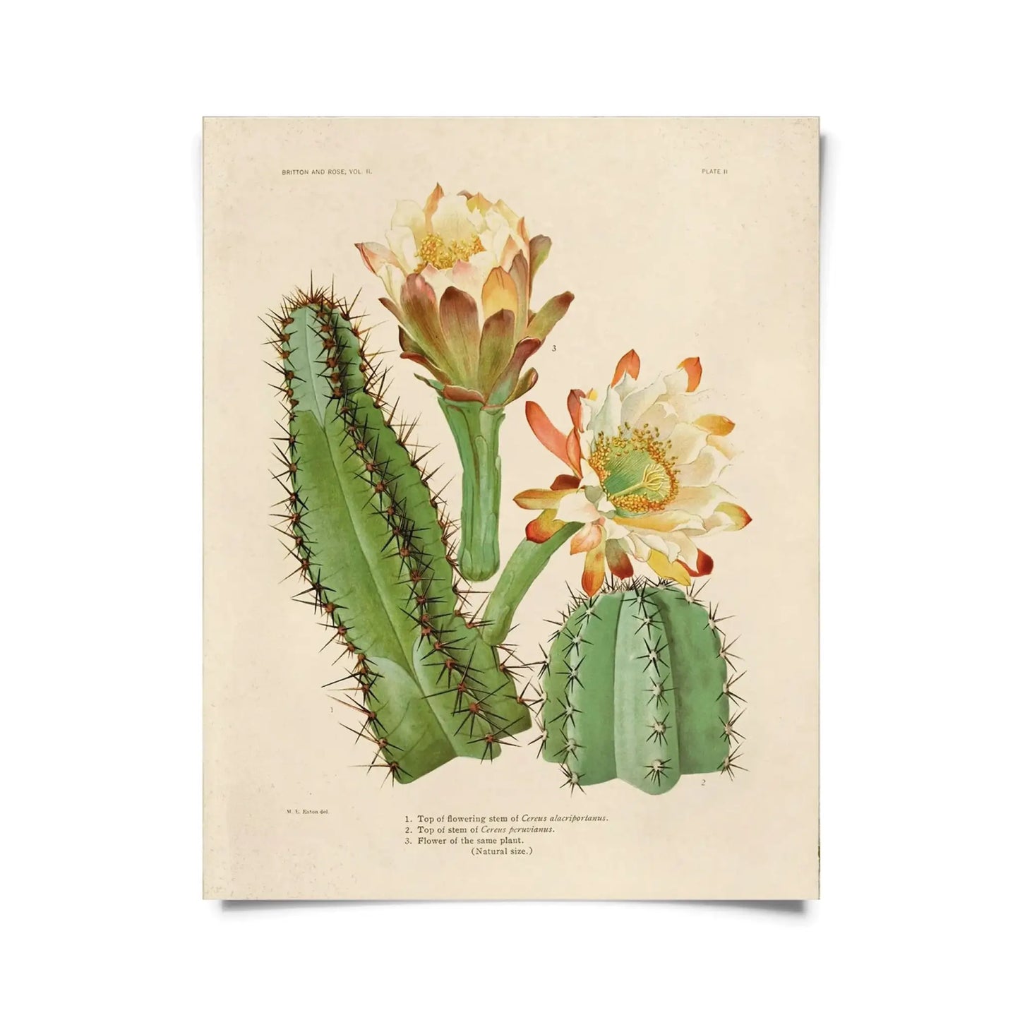 Vintage Cereus Cactus Print w/ Optional Frame - 8x10 / Only