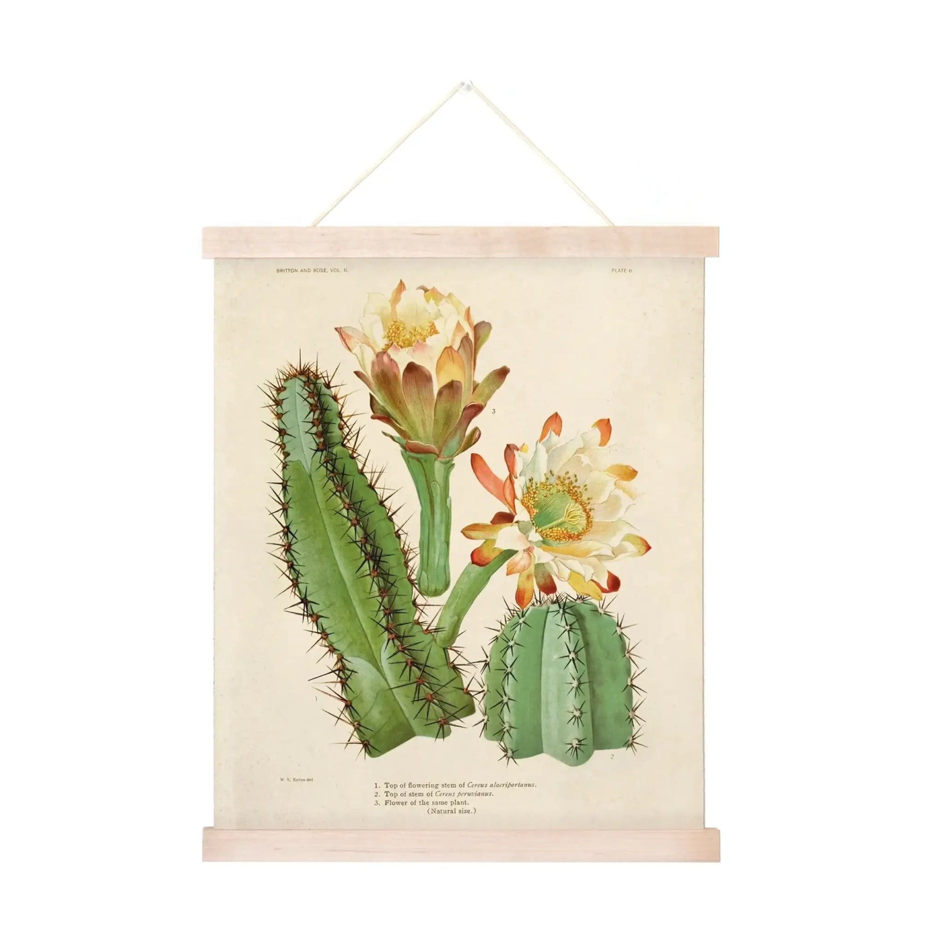 Vintage Cereus Cactus Print w/ Optional Frame - 8x10