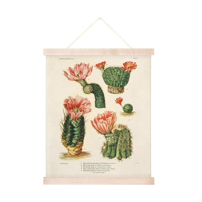 Vintage Flowering Cactuses Print 28 w/ Optional Frame