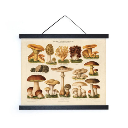 Vintage German Mushroom Pilze 1 Print w/ Optional Frame