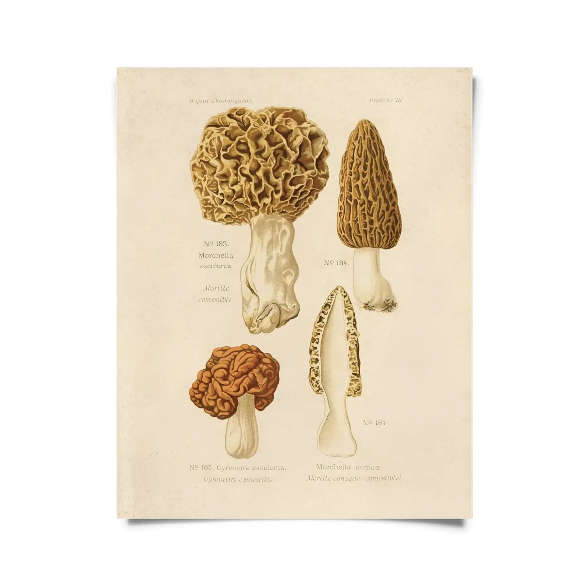 Vintage Morels Mushroom Print w/ Optional Frame - 8x10
