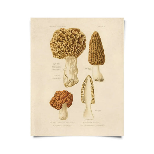 Vintage Morels Mushroom Print w/ Optional Frame - 8x10