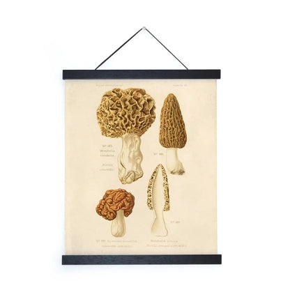 Vintage Morels Mushroom Print w/ Optional Frame - 8x10