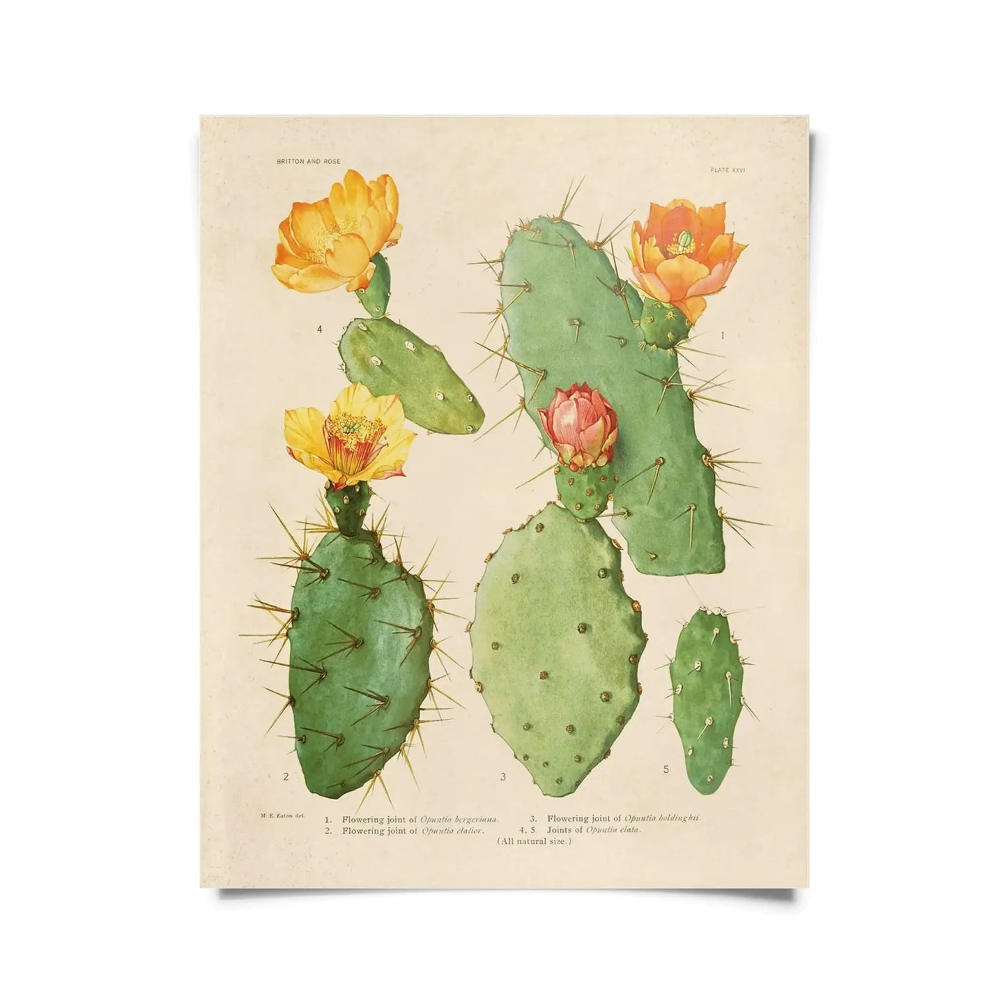 Vintage Opuntias Cactus Print 26 w/ Optional Frame - 8x10