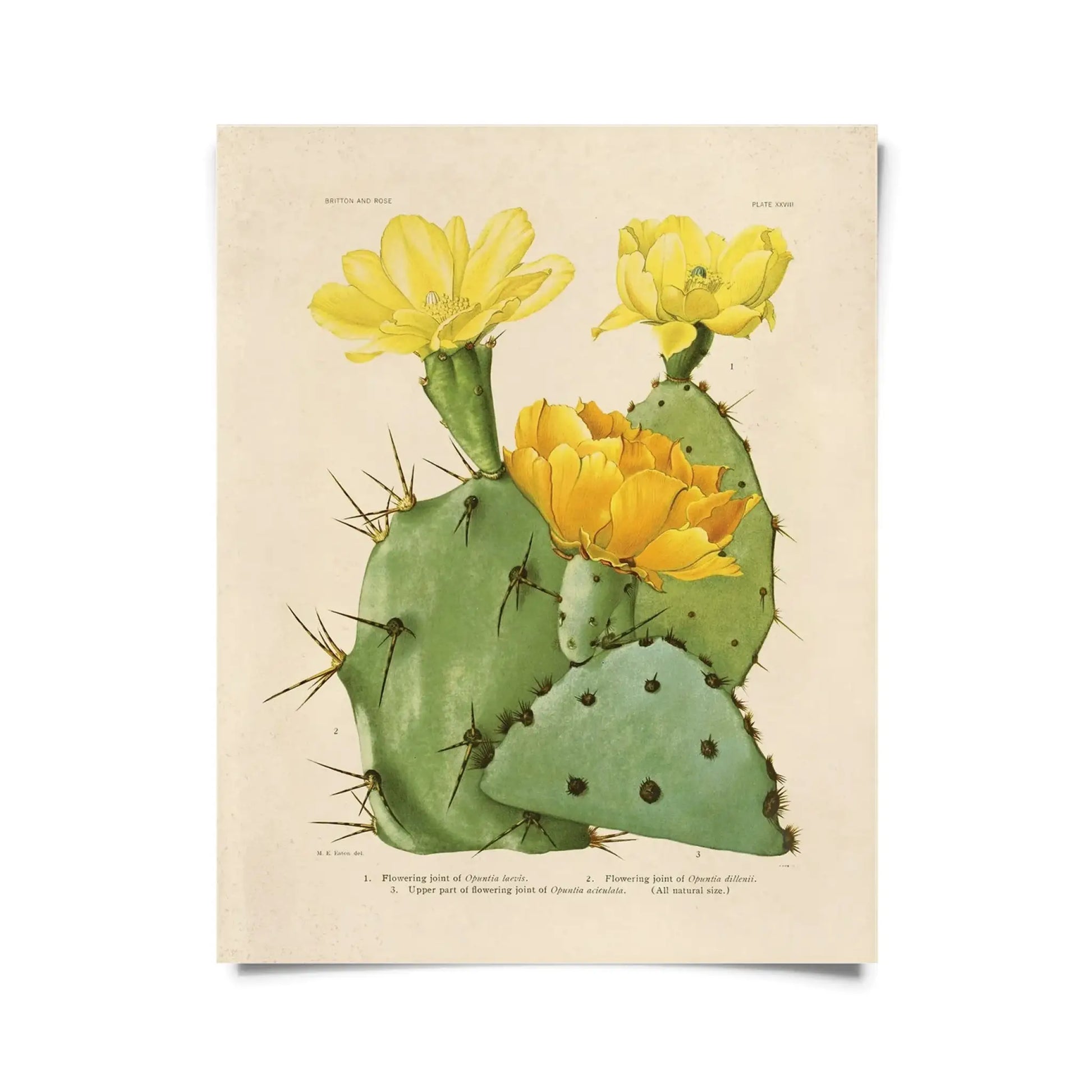 Vintage Opuntias Cactus Print 28 w/ Optional Frame - 8x10