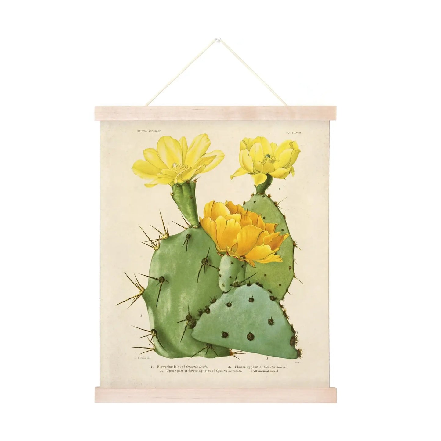 Vintage Opuntias Cactus Print 28 w/ Optional Frame - 8x10