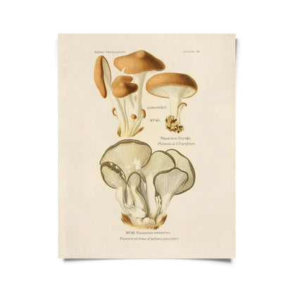 Vintage Oyster Mushroom Print w/ Optional Frame - 8x10