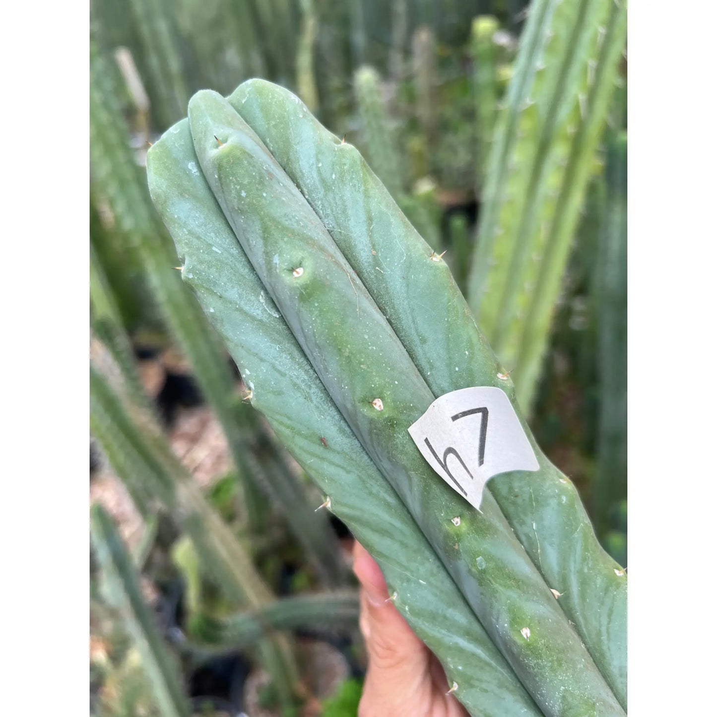 Wowie x Malo4 - h7 14” tip cutting - live cactus plant
