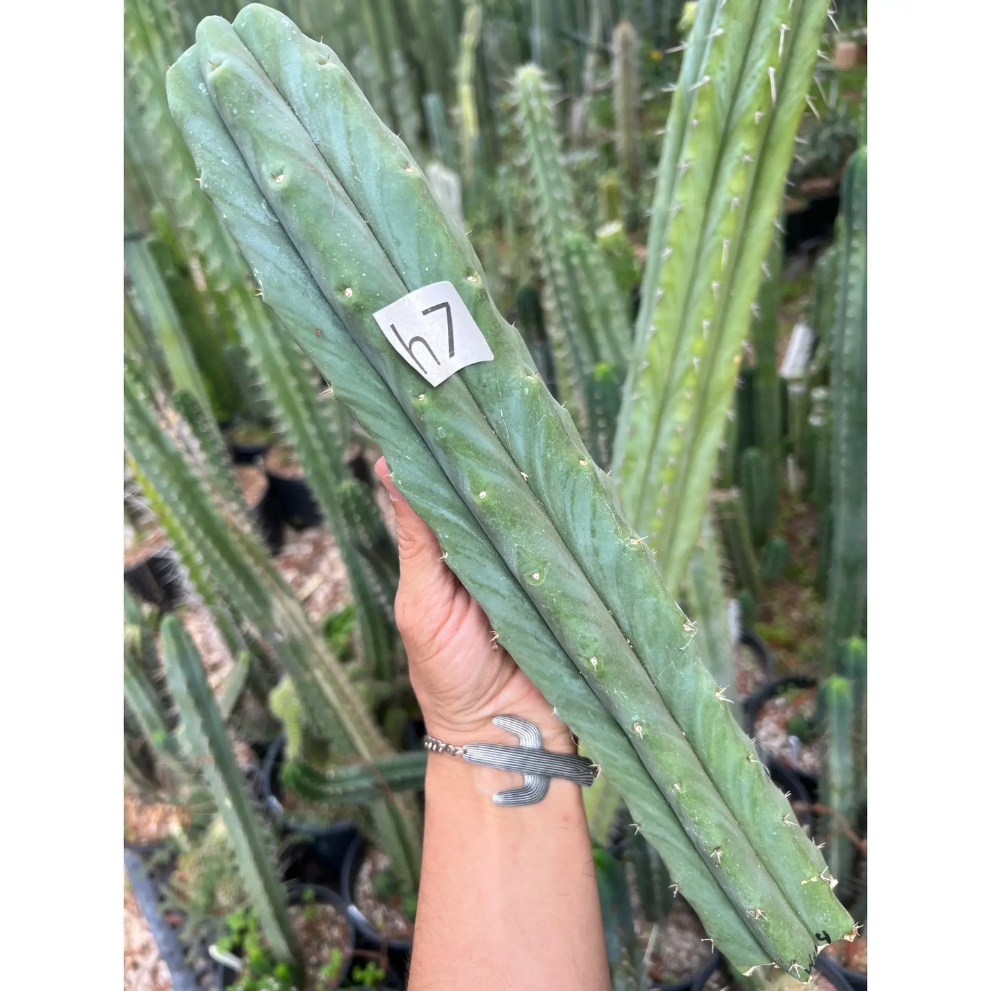 Wowie x Malo4 - h7 14” tip cutting - live cactus plant