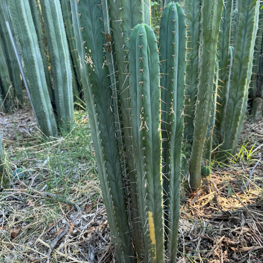 zalidus x huarazensis - one 10” tip cutting - live cactus