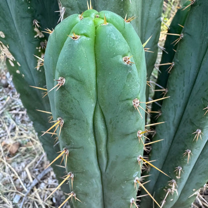 zalidus x huarazensis - one 10” tip cutting - live cactus