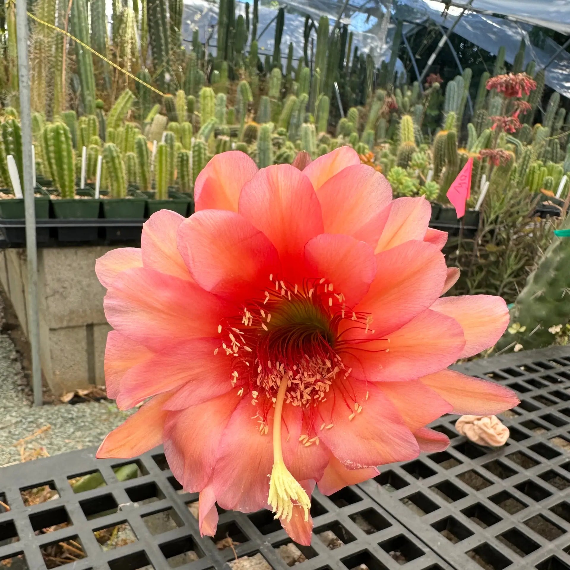 Cactus Affinity - zalidus x zelly6