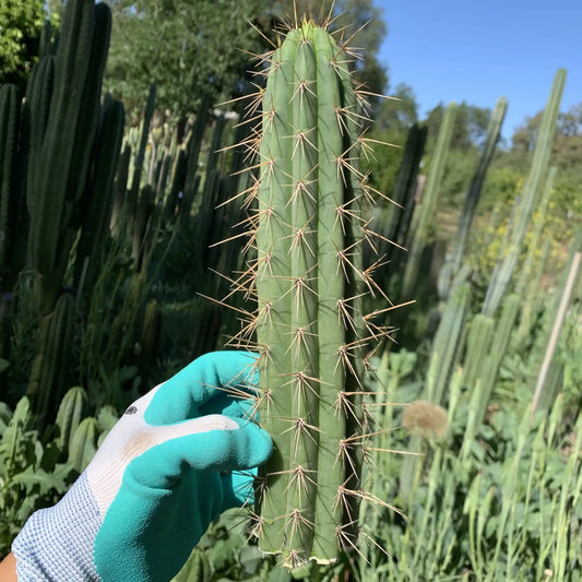 BK 14515.23 - live cactus plant