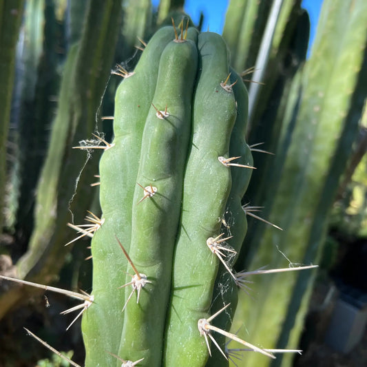Australian knuthianus - o7 10” center cut - live cactus