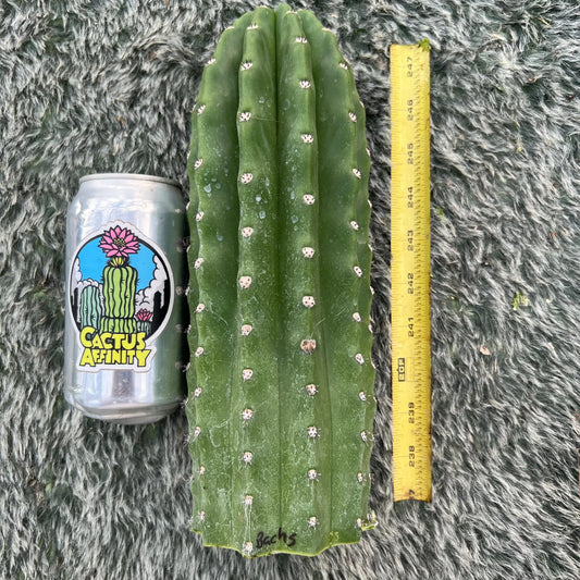 Bach’s Faux Scop - 10” tip cut - live cactus plant