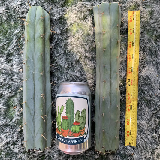 Bigfoot Bridge - 10” tip cut - live cactus plant