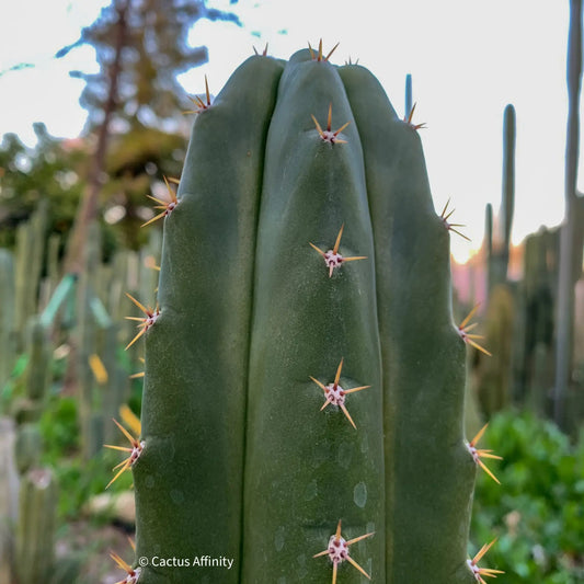 BK08611.5 (GB) - 10” tip cutting - live cactus plant
