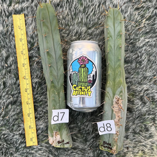 Blue Meanie bridge - d7 10” tip cut - live cactus plant
