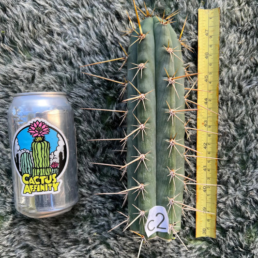 Bonnie x Clyde - c2 8” tip cut - live cactus plant
