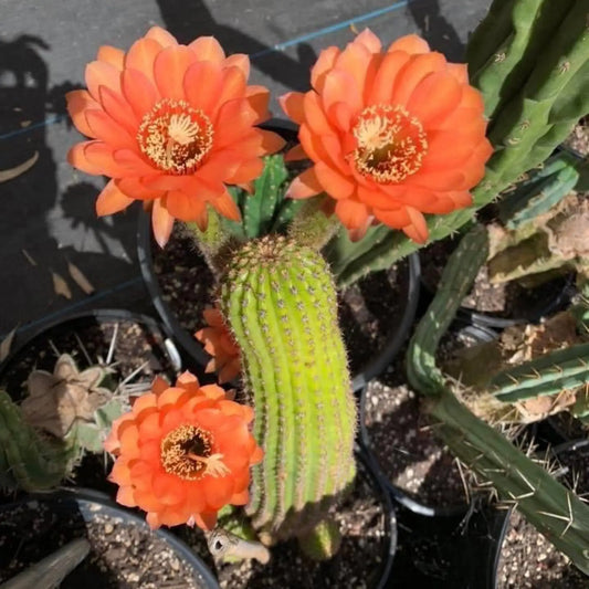brevispinulosus hybrid? - 4” pup - live cactus plant