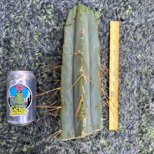 bridge MBG B.1 aka Elegant - 10” tip cut - live cactus plant