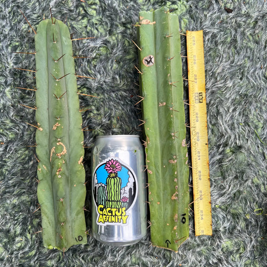 bridge MBG B.10 - 10” tip cut - live cactus plant