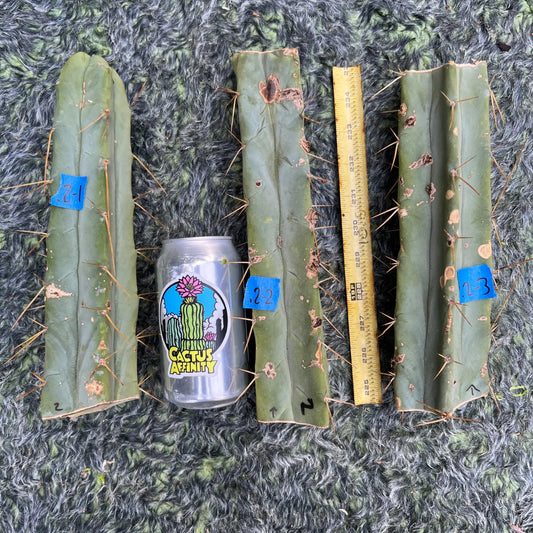 bridge MBG B.2 - live cactus plant