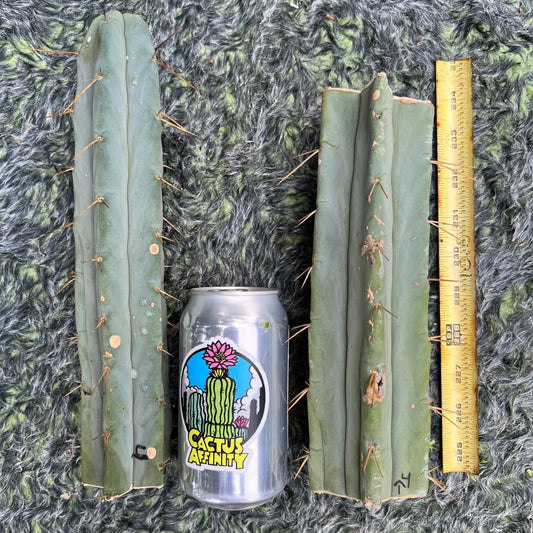 bridge MBG B.4 - live cactus plant